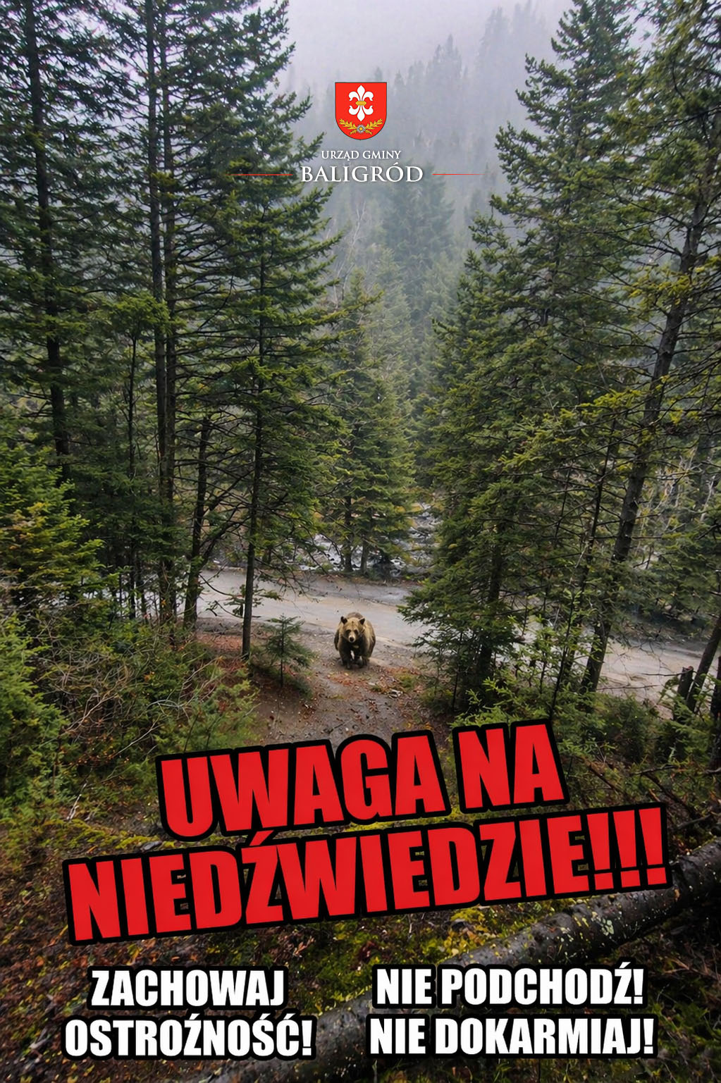 niedźwiedź-uwaga